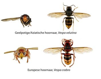 Voorbeeld van hoe een Aziatische en Europese hoornaar eruit zien